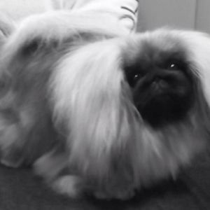 Meet your Posher, Bruce